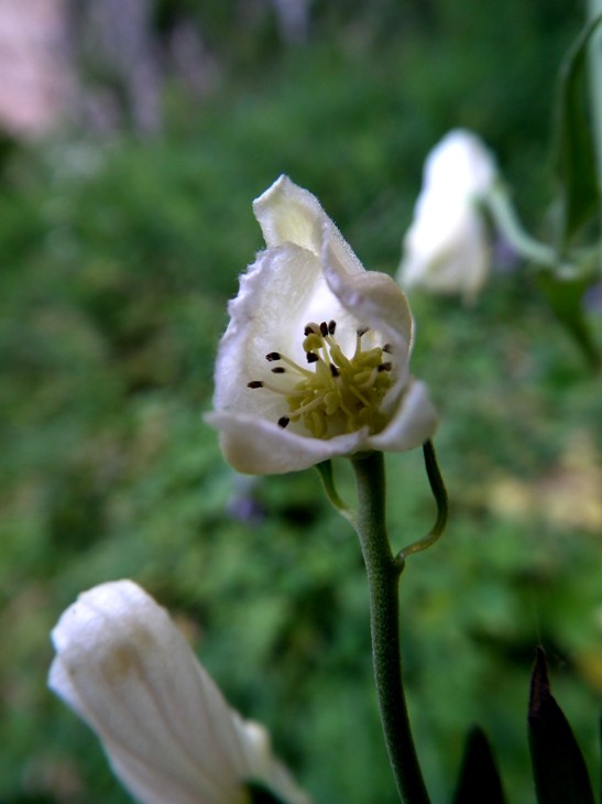 Aconitum lycoctonum / Aconito strozzalupo