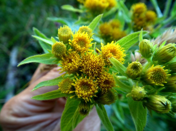 Pentanema bifrons (=Inula bifrons) / Enula alata