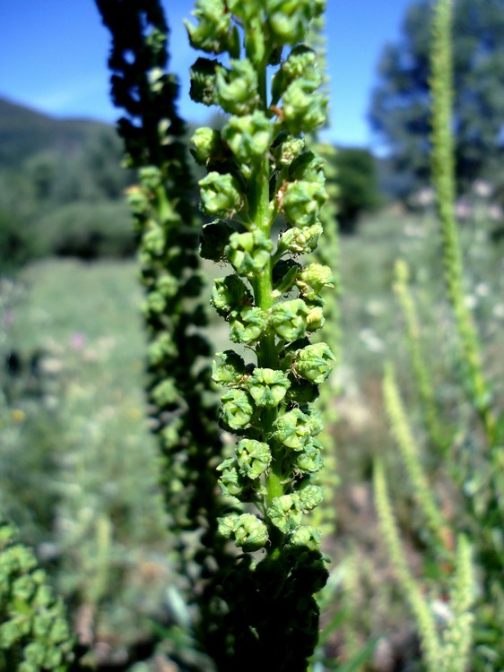 Reseda sp.