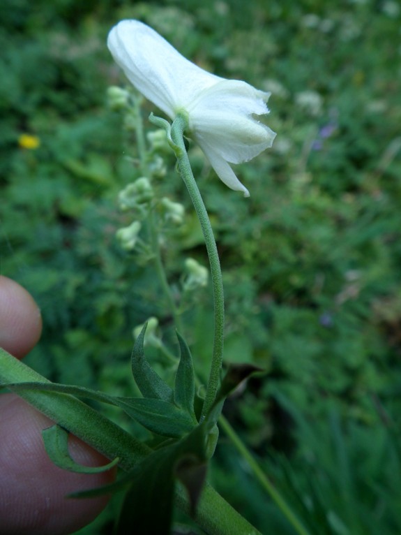 Aconitum lycoctonum / Aconito strozzalupo