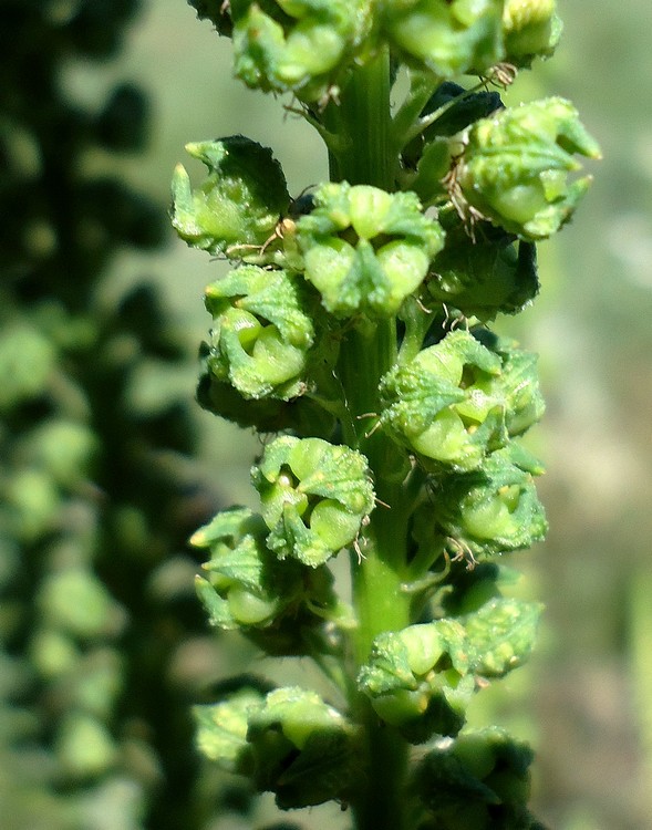 Reseda sp.