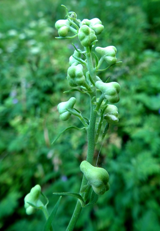 Aconitum lycoctonum / Aconito strozzalupo