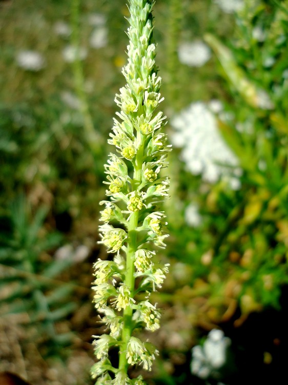 Reseda sp.