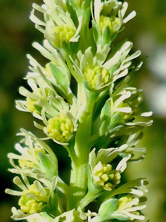 Reseda sp.