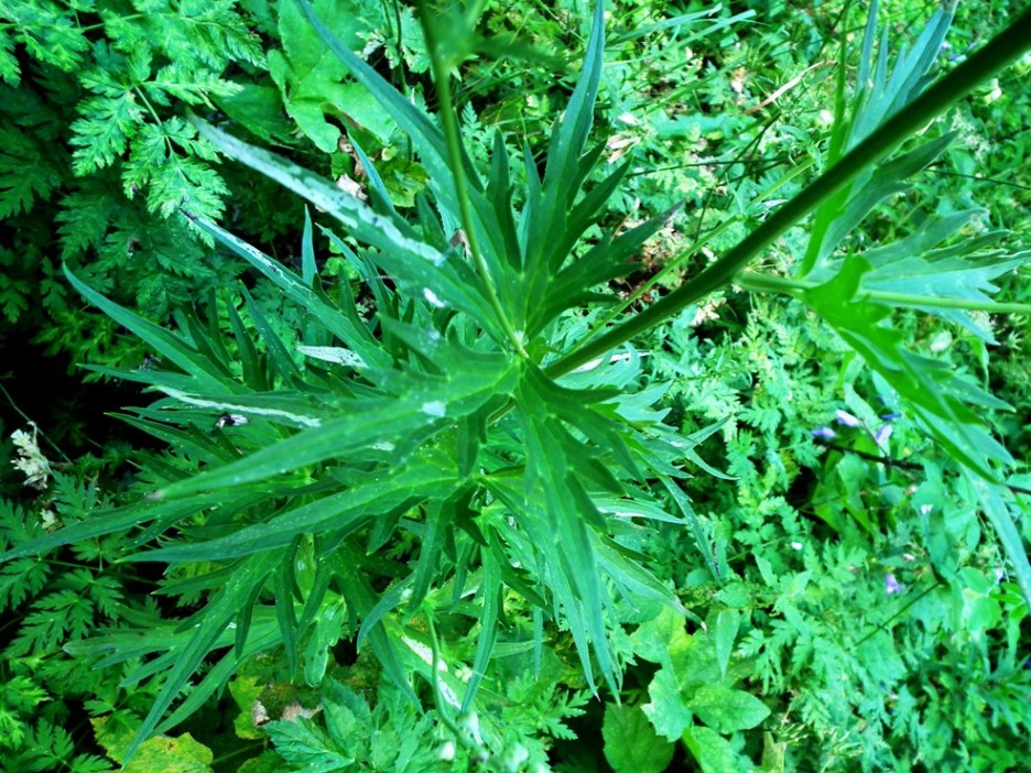 Aconitum lycoctonum / Aconito strozzalupo