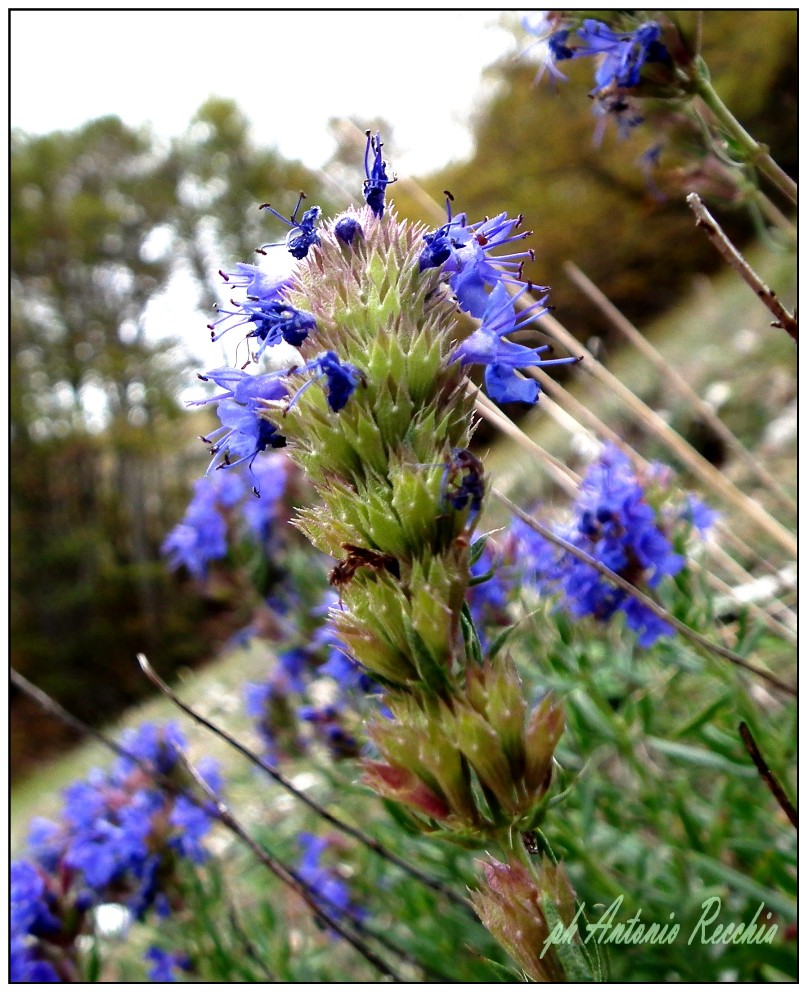 Hyssopus officinalis