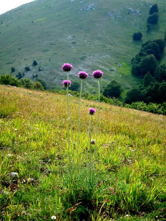 Quale Asteracea? - Jurinea mollis