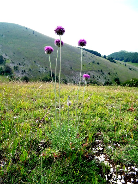 Quale Asteracea? - Jurinea mollis