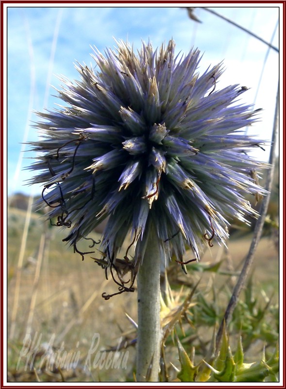 ultime di ottobre: Echinops ritro