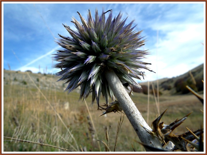 ultime di ottobre: Echinops ritro