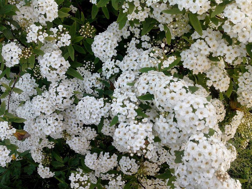 Spirea sp.