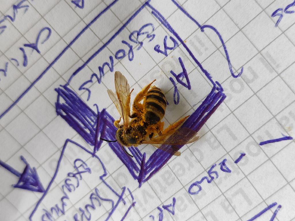 Apidae in giardino, nidi in terra: cfr. Halictus scabiosae (Apidae Halictinae)