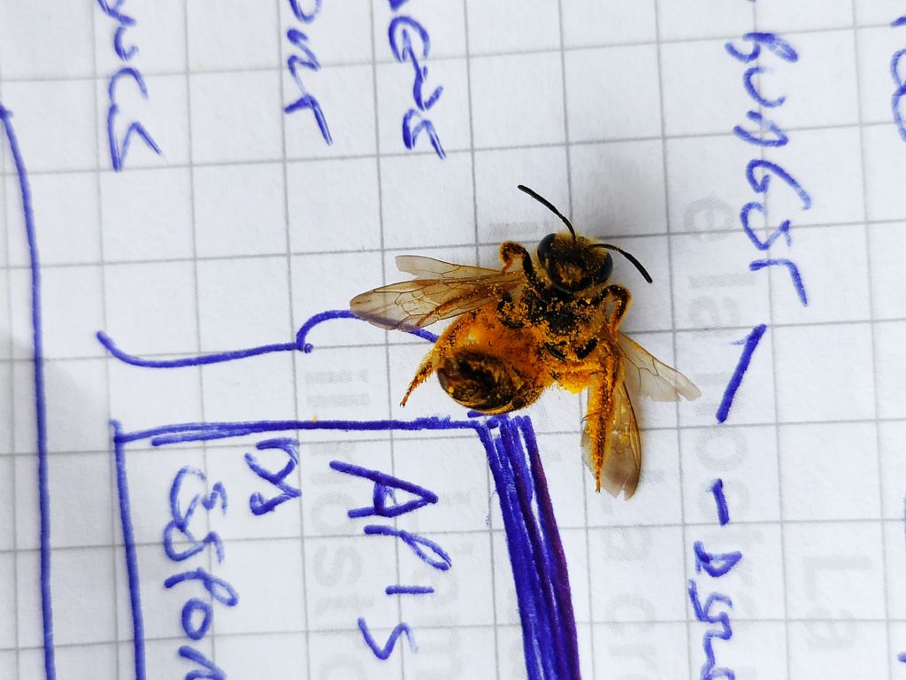 Apidae in giardino, nidi in terra: cfr. Halictus scabiosae (Apidae Halictinae)