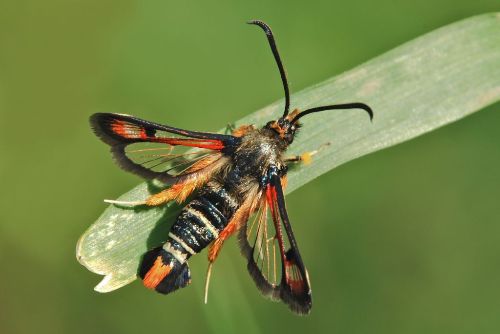 Identificazione falena - Pyropteron (Pyropteron) chrysidiforme, Sesiidae