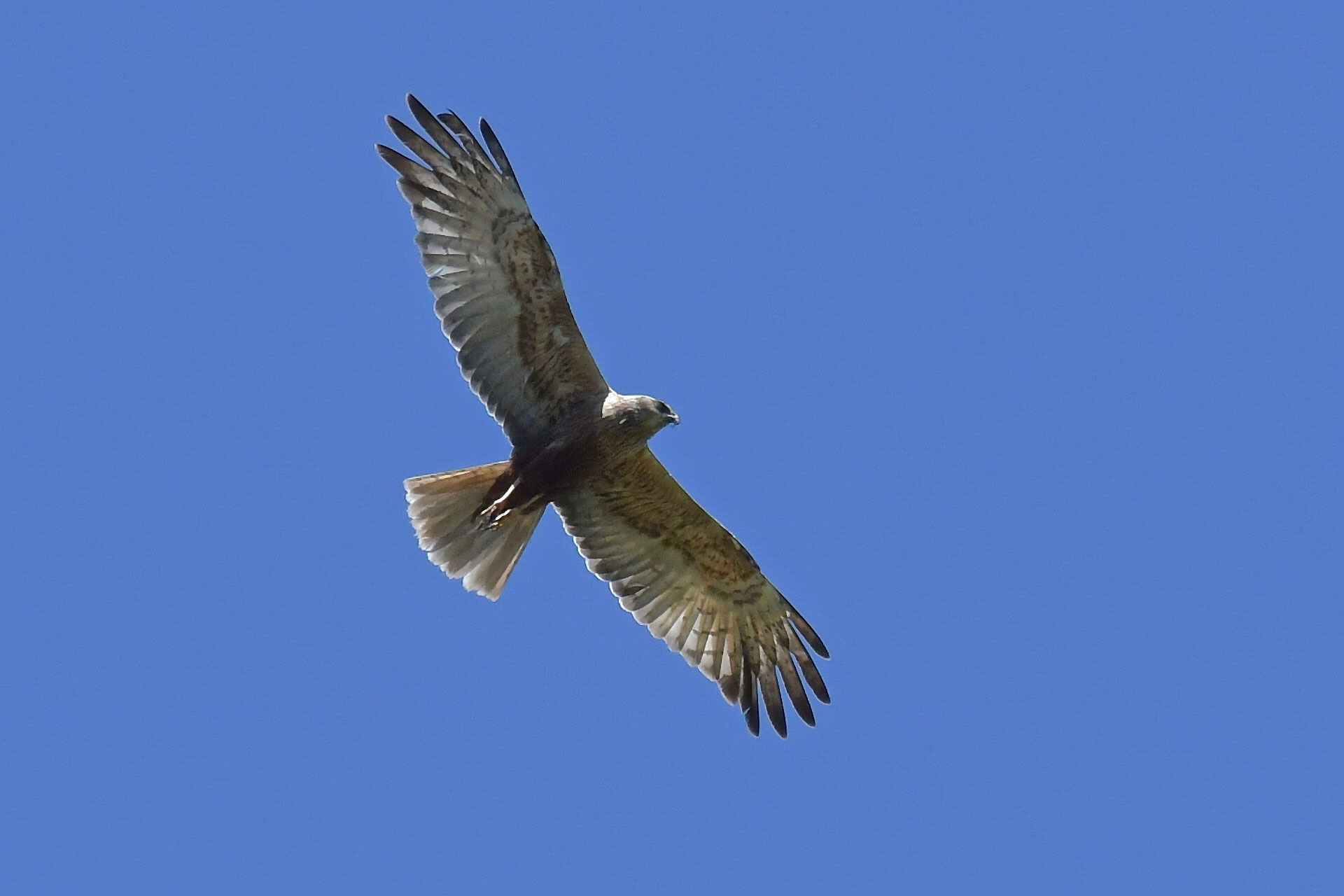 Identificazione rapace: Falco di palude, maschio