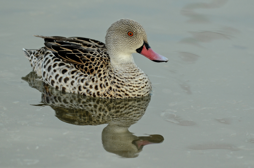 Identificazione specie anatra