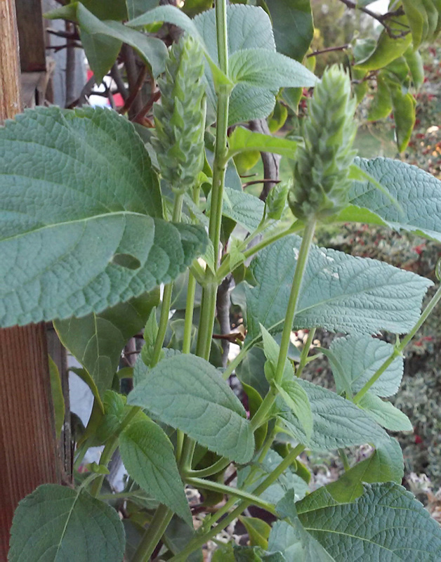 Salvia hispanica