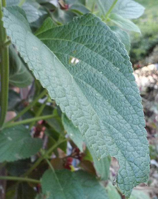 Salvia hispanica