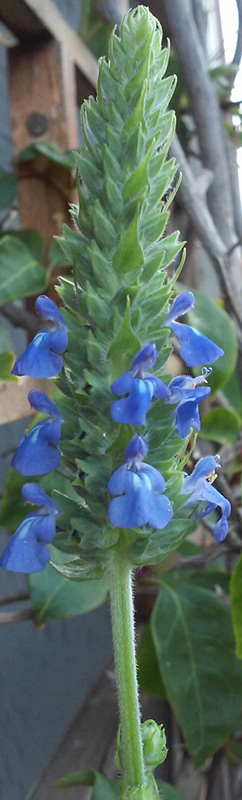 Salvia hispanica