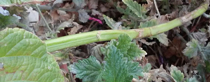 Salvia hispanica