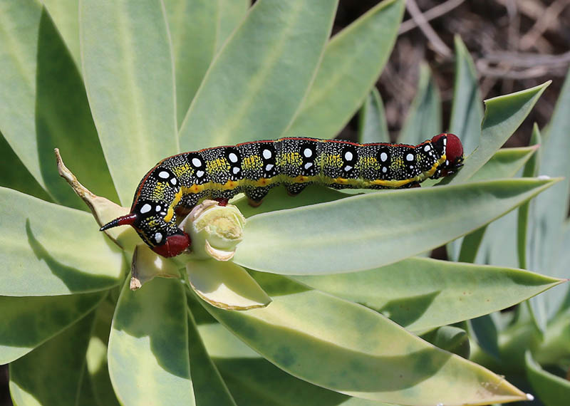 Bruco di Hyles euphorbiae, Sphingidae