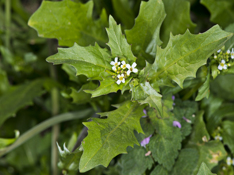 Calepina irregularis / Miagro rostellato