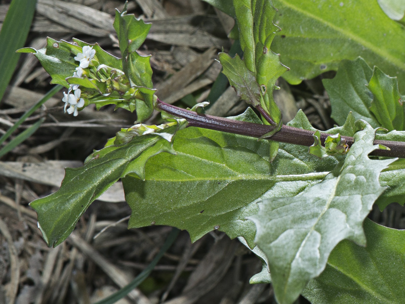 Calepina irregularis / Miagro rostellato