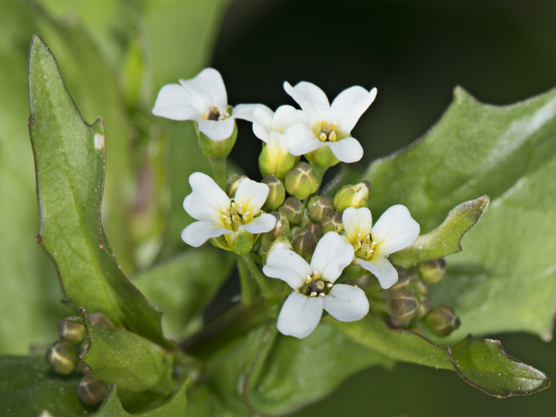 Calepina irregularis / Miagro rostellato