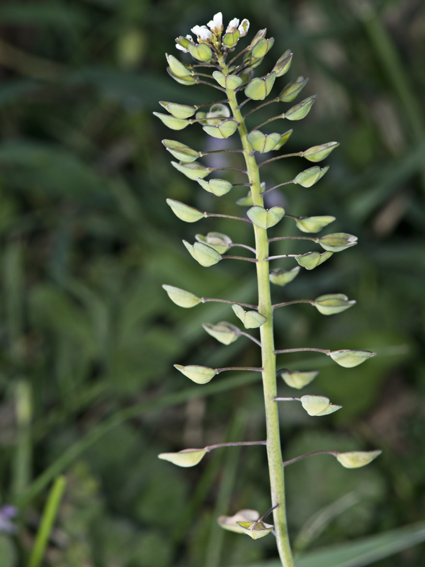 Microthlaspi perfoliatum (=Thlaspi perfoliatum ) / Erba storna perfogliata