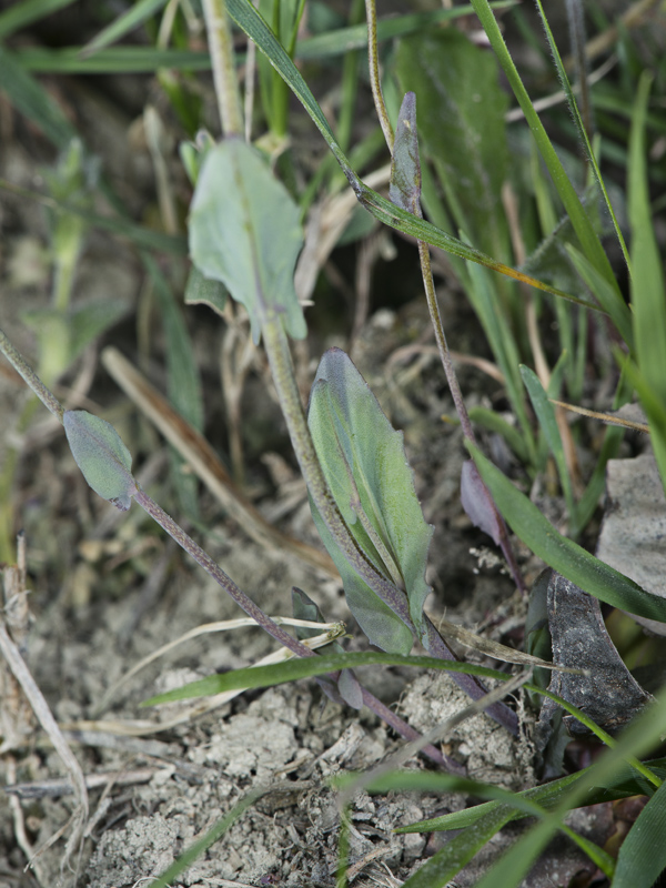 Microthlaspi perfoliatum (=Thlaspi perfoliatum ) / Erba storna perfogliata