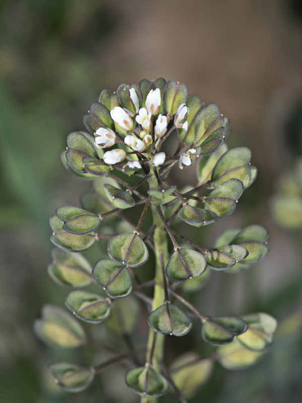 Microthlaspi perfoliatum (=Thlaspi perfoliatum ) / Erba storna perfogliata