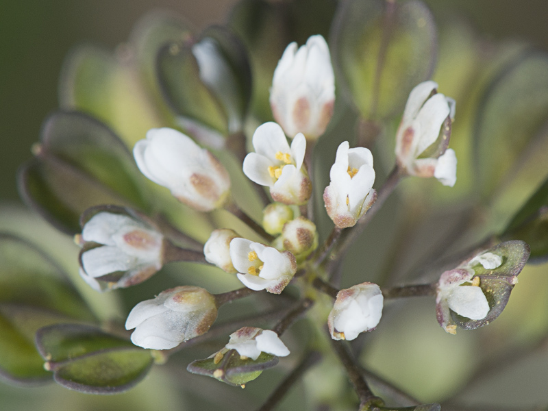 Microthlaspi perfoliatum (=Thlaspi perfoliatum ) / Erba storna perfogliata