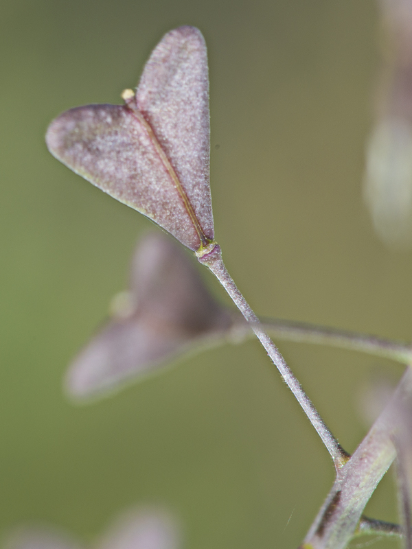 Microthlaspi perfoliatum (=Thlaspi perfoliatum ) / Erba storna perfogliata