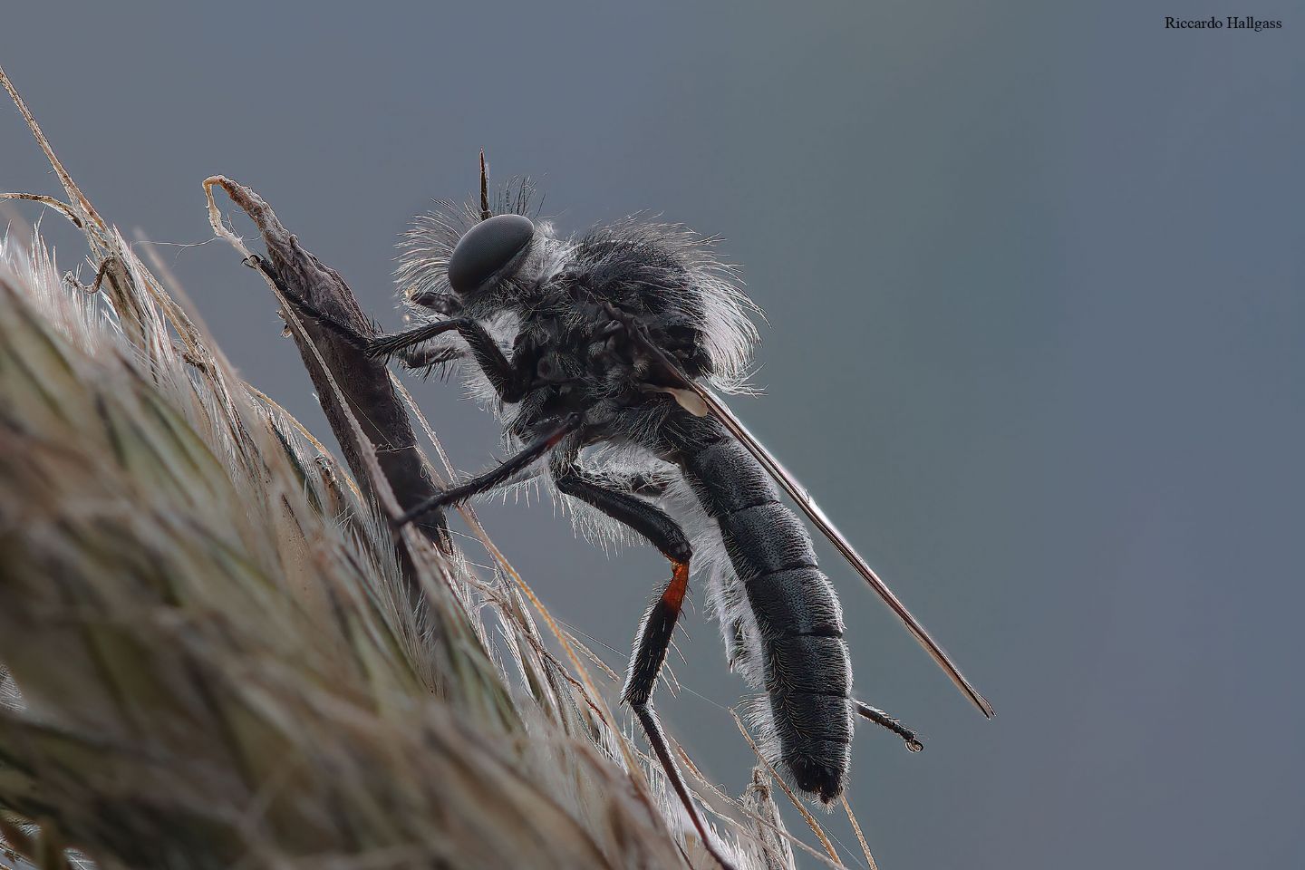 Identificazione dittero