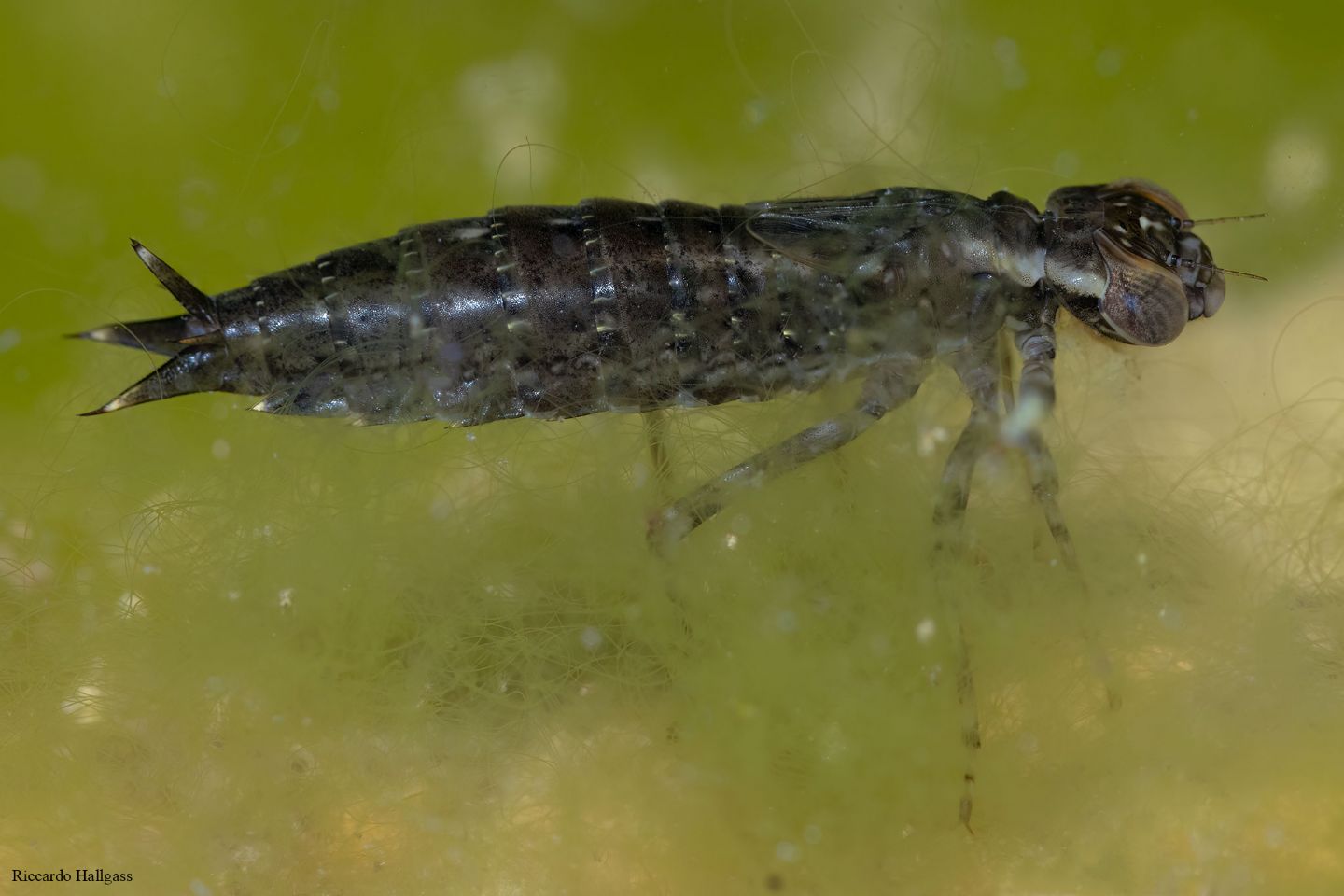 Anisoptera (larva) da identificare