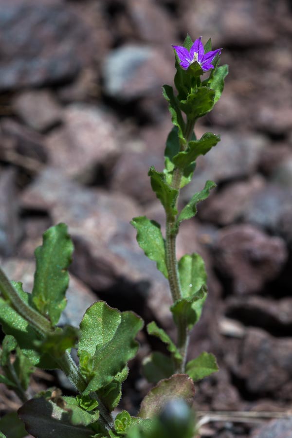 Legousia hybrida / Specchio di Venere ondulato