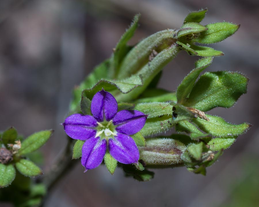 Legousia hybrida / Specchio di Venere ondulato