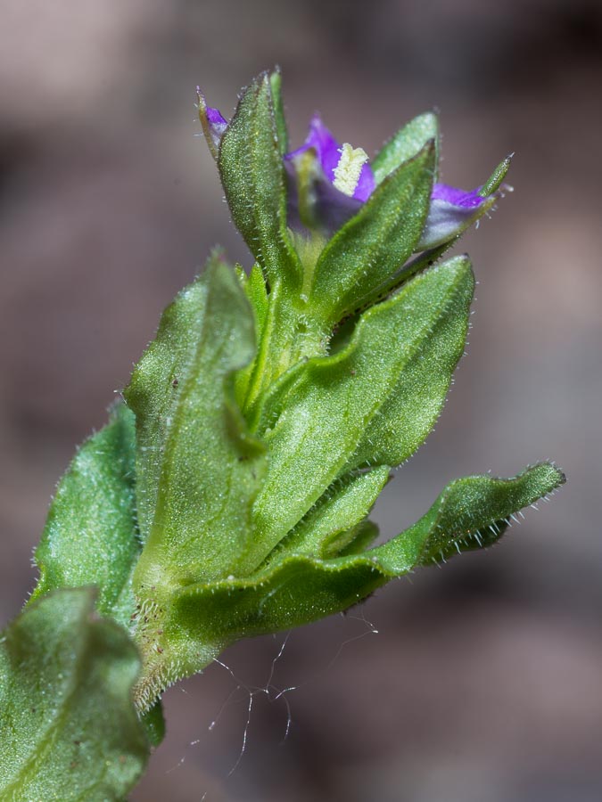 Legousia hybrida / Specchio di Venere ondulato