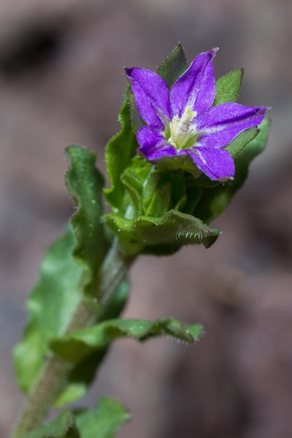 Legousia hybrida / Specchio di Venere ondulato