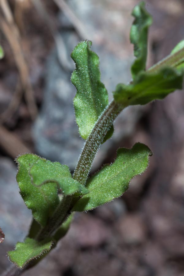 Legousia hybrida / Specchio di Venere ondulato