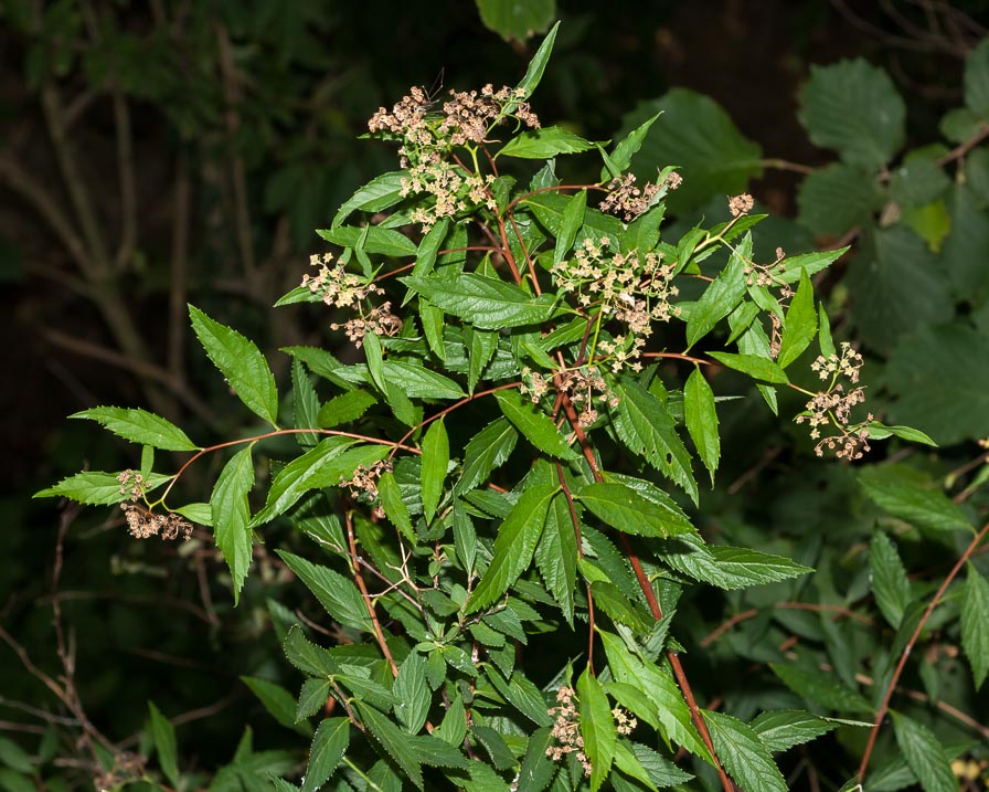 Spiraea japonica / Spirea del Giappone