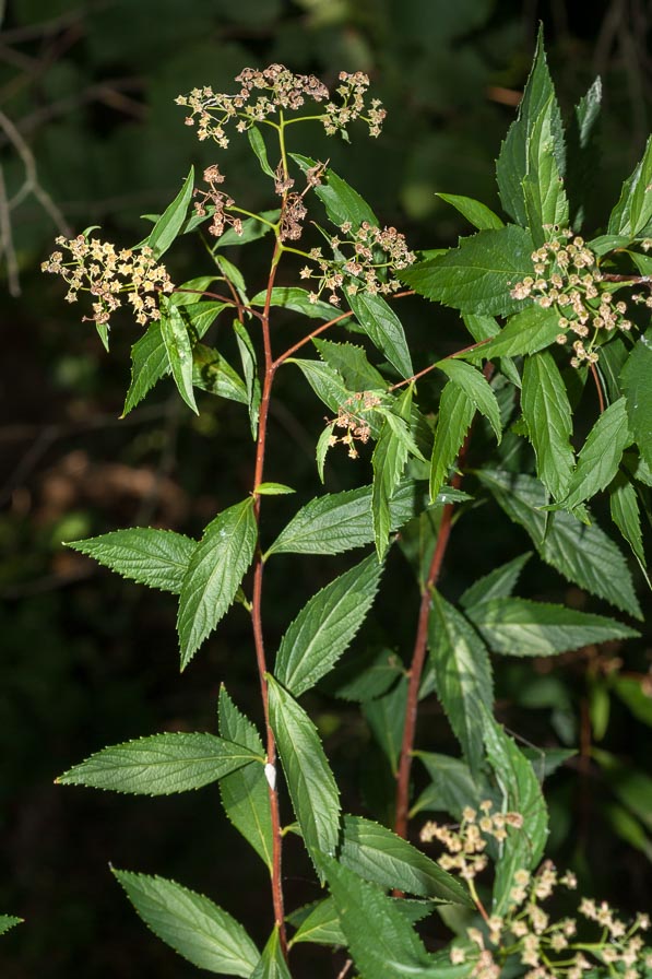 Spiraea japonica / Spirea del Giappone