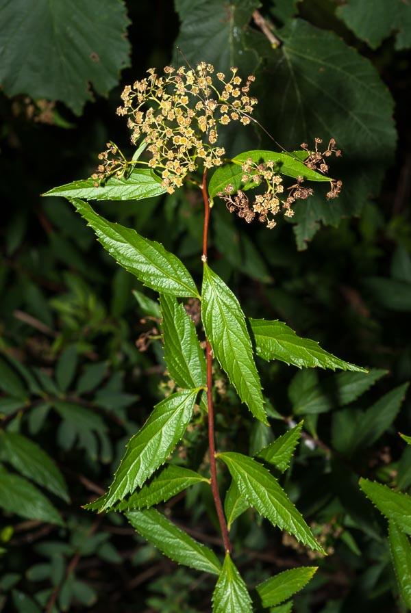 Spiraea japonica / Spirea del Giappone