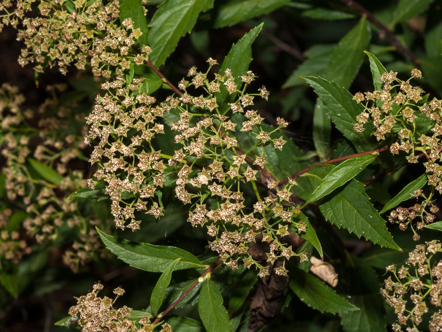 Spiraea japonica / Spirea del Giappone