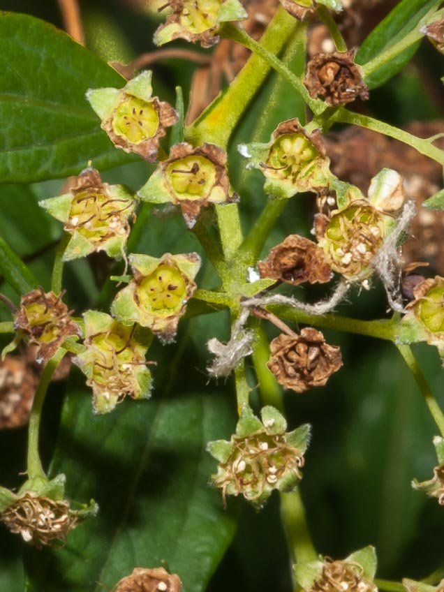 Spiraea japonica / Spirea del Giappone