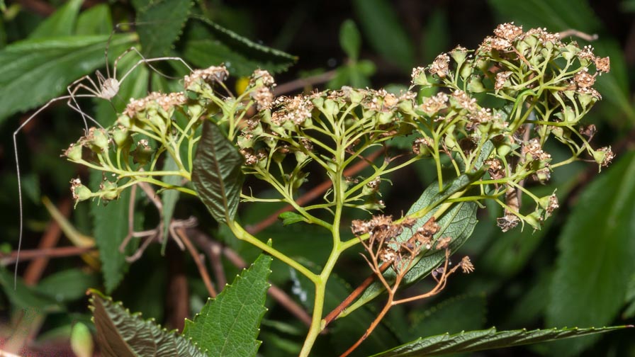 Spiraea japonica / Spirea del Giappone