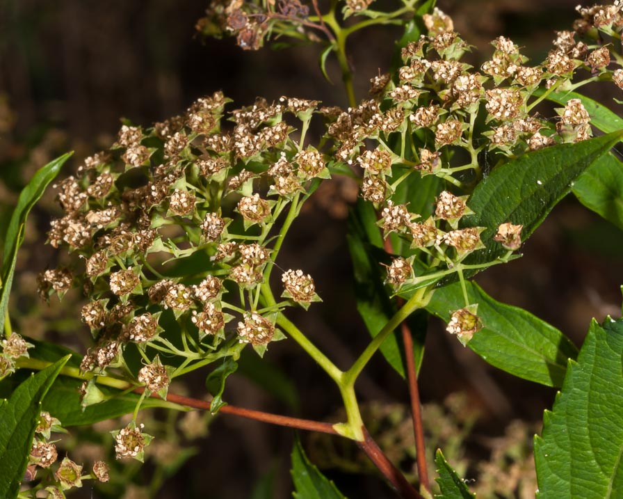 Spiraea japonica / Spirea del Giappone