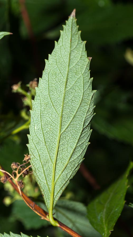 Spiraea japonica / Spirea del Giappone