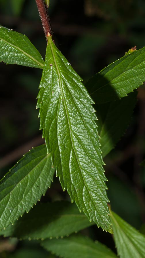 Spiraea japonica / Spirea del Giappone