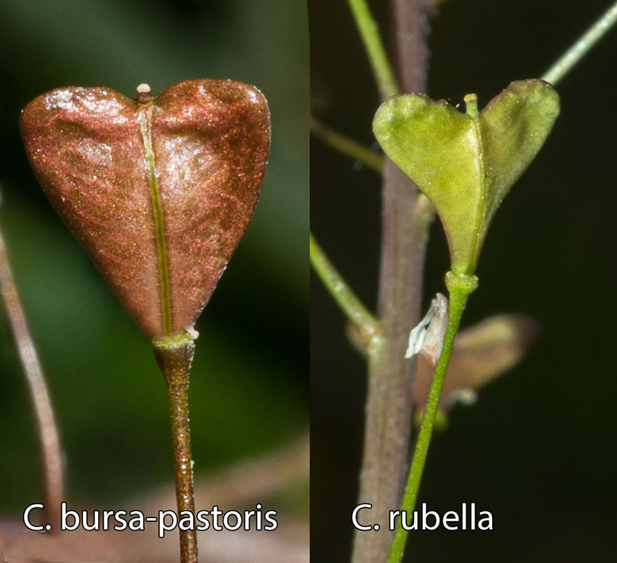 Capsella bursa-pastoris  (Brassicaceae)